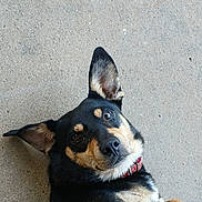 Perry is registered to the contest to win money with this photo: dog, pet, animal, black_and_tan, collar, concrete, lying_down, ears, head_tilt, cute, outdoor, fur, muzzle, portrait, canine, watching, expression, eyes, closeup, friendly
