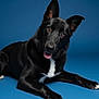 alert, animal, black_dog, blue_background, canine, closeup, companion, cute, dog, domestic_animal, ears_up, friendly, fur, lying_down, mammal, pet, portrait, studio, tongue_out, white_patch
