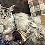cat, maine_coon, fluffy, gray, white, pet, animal, couch, pillow, remote_control, paper_bag, indoor, relaxed, feline, fur, whiskers, ears, claws, resting, cozy