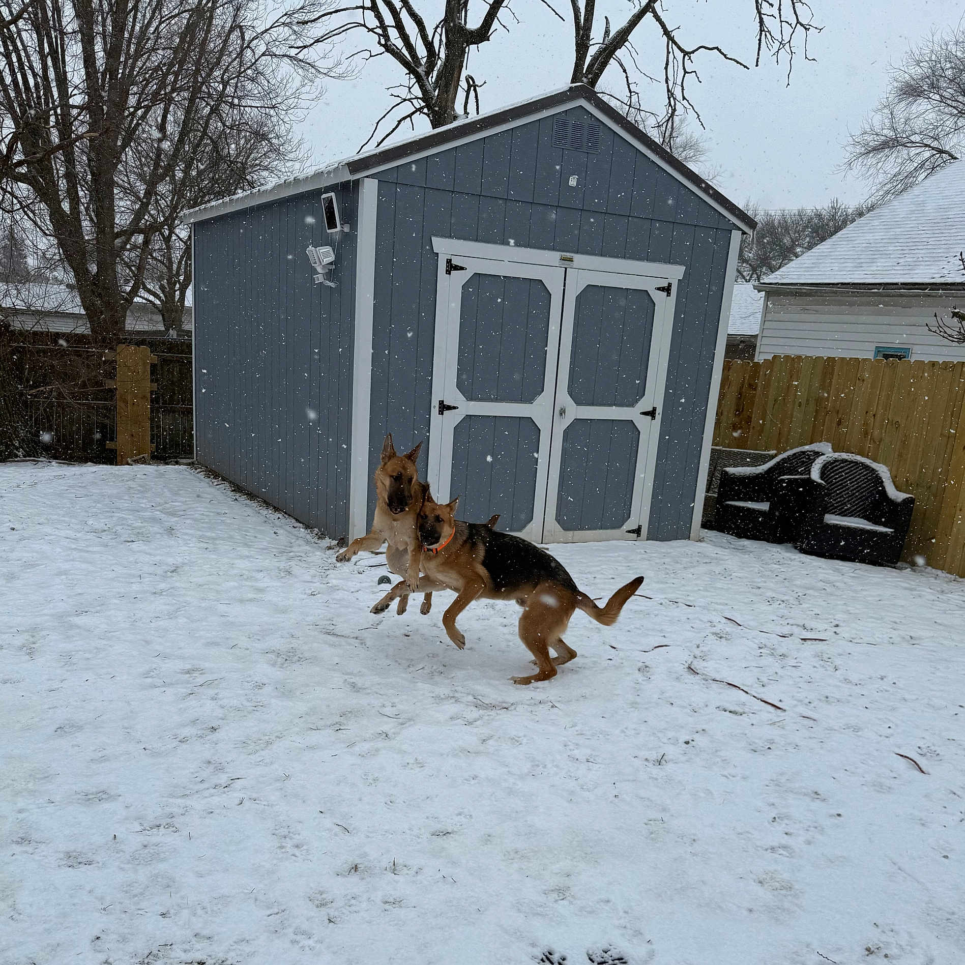 Thor And Nova is registered to the contest to win money with this photo: animal, backyard, bench, canine, cold, daytime, dog, fence, fur, german_shepherd, jumping, outdoor, pet, playful, shed, snow, snowfall, trees, two_dogs, winter