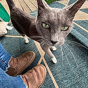 Tank joined the competition — help win amazing prizes! animal, brown_shoes, cat, close_up, curious_cat, denim, domestic_animal, feline, footwear, gray_cat, green_toy_box, indoor, jeans, natural_light, patterned_rug, pet, porch, rug, whiskers, wooden_floor
