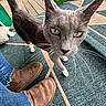 animal, brown_shoes, cat, close_up, curious_cat, denim, domestic_animal, feline, footwear, gray_cat, green_toy_box, indoor, jeans, natural_light, patterned_rug, pet, porch, rug, whiskers, wooden_floor