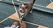 Tank is registered to the contest to win money with this photo: brown_shoes, cat, curious, domestic_cat, feline, grass, gray_cat, hand, looking_up, outdoor, outdoor_rug, patterned_rug, person, pet, porch, ripped_jeans, tail_up, whiskers, white_paws, wooden_railing