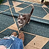 brown_shoes, cat, curious, domestic_cat, feline, grass, gray_cat, hand, looking_up, outdoor, outdoor_rug, patterned_rug, person, pet, porch, ripped_jeans, tail_up, whiskers, white_paws, wooden_railing