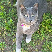 Tank joined the competition — help win amazing prizes! cat, gray_cat, green_eyes, collar, bell, outdoor, grass, greenery, animal, pet, feline, paw, nature, closeup, looking_at_camera, curious, sitting, whiskers, daylight, soft_light