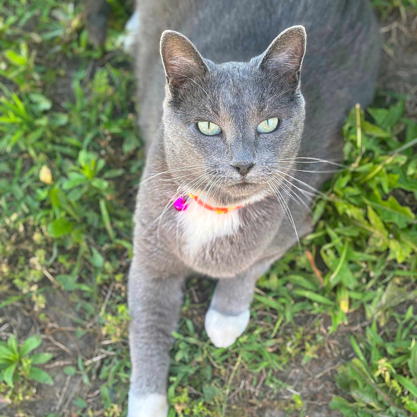 Tank joined the competition — help win amazing prizes! cat, gray_cat, green_eyes, collar, bell, outdoor, grass, greenery, animal, pet, feline, paw, nature, closeup, looking_at_camera, curious, sitting, whiskers, daylight, soft_light