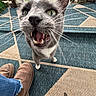 Tank is registered to the contest to win money with this photo: animal, blue_jeans, brown_shoes, cat, close_up, curious, domestic_cat, feet, feline, geometric_pattern, grass, gray_cat, green_eyes, meowing, outdoor_rug, pet, porch, whiskers, white_paws, wooden_railing