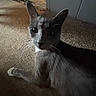 Tank is registered to the contest to win money with this photo: animal, carpet, cat, closeup, curious, cute, domestic, doorway, ears, feline, floor, gray_cat, home, indoor, looking, pet, quiet, resting, shadow, whiskers