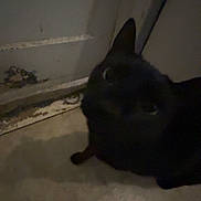 Binx joined the competition — help win amazing prizes! cat, black_cat, door, floor, indoor, shadow, dim_light, curious, pet, animal, dark, old_door, corner, feline, looking_up, low_light, quiet, home, floor_tiles, worn