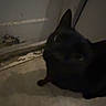 cat, black_cat, door, floor, indoor, shadow, dim_light, curious, pet, animal, dark, old_door, corner, feline, looking_up, low_light, quiet, home, floor_tiles, worn