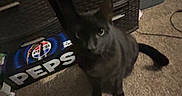 Binx is registered to the contest to win money with this photo: black_cat, cat, pet, indoor, carpet, furniture, drawer, toy, circular_toy, floor, animal, domestic_animal, looking_up, dark_fur, household, cabinet, storage, room, curious, playful