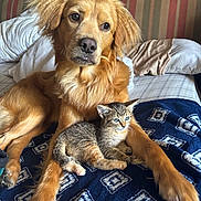 Buddy is registered to the contest to win money with this photo: golden_retriever, dog, kitten, cat, bed, blanket, striped, furniture, indoor, pet, animal, cute, resting, cozy, fur, friendship, domestic, mammal, companion, relaxing