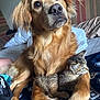 Buddy is registered to the contest to win money with this photo: dog, kitten, cat, bed, blanket, fur, animal, pet, domestic_animal, friendship, cuddle, cozy, indoor, paw, tabby, golden, cute, companion, sleeping_area, resting
