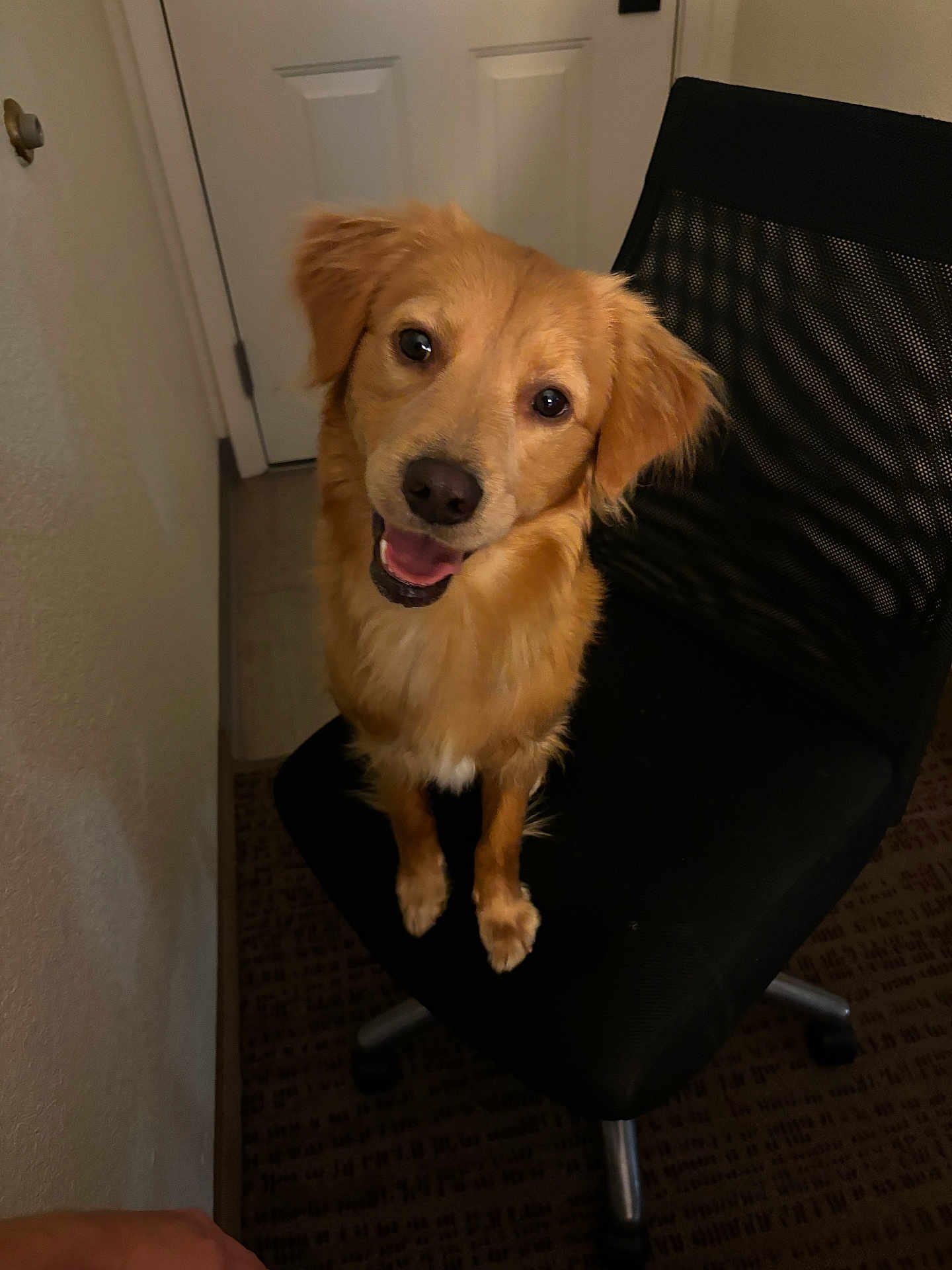Buddy