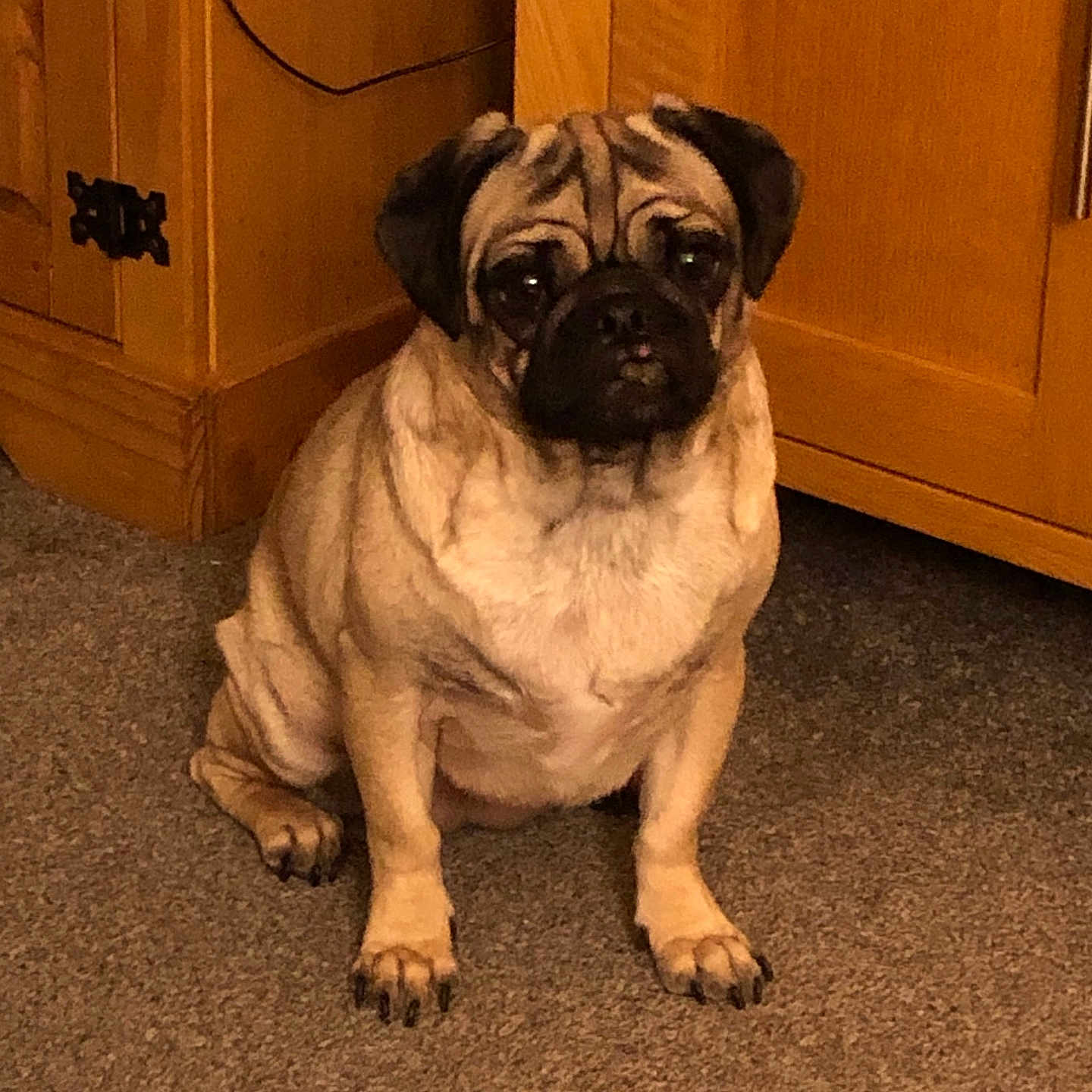 Lilly is registered to the contest to win money with this photo: animal, cabinet, canine, dog, door, furniture, hardwood, indoors, interiordesign, pet, pug, puppy, stainedwood, wood