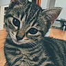 kitten, cat, tabby, striped_fur, portrait, close_up, indoors, pet, animal, whiskers, ears, eyes, curious, sitting, lounging, wood_floor, furniture, home, soft_lighting, cute