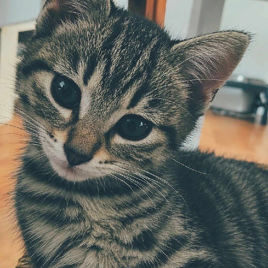 Ticki