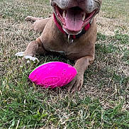 Xena a rejoint le concours — aidez-le/la à gagner de superbes lots ! dog, pit_bull, pet, animal, face, smiling, open_mouth, tongue, teeth, floppy_ears, collar, red_collar, football, pink_toy, grass, outdoor, park, lying_down, residential_area, daylight