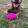 dog, pit_bull, pet, animal, face, smiling, open_mouth, tongue, teeth, floppy_ears, collar, red_collar, football, pink_toy, grass, outdoor, park, lying_down, residential_area, daylight