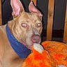 Xena participe au concours pour gagner de l'argent avec cette photo : dog, pet, canine, brown_dog, large_ears, blue_bandana, plush_toy, stuffed_animal, orange_toy, indoors, wooden_background, floor, carpet, flash_photography, portrait, close_up, sitting, lying_down, pet_portrait, funny_expression