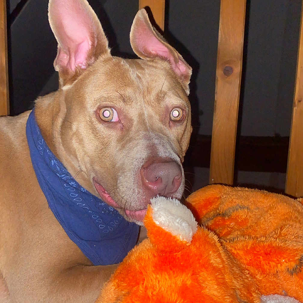 Xena participe au concours pour gagner de l'argent avec cette photo : dog, pet, canine, brown_dog, large_ears, blue_bandana, plush_toy, stuffed_animal, orange_toy, indoors, wooden_background, floor, carpet, flash_photography, portrait, close_up, sitting, lying_down, pet_portrait, funny_expression