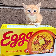 Waffles joined the competition — help win amazing prizes! blue_eyes, breakfast, brick_wall, cat, close_up, curious, cute, eggo, food, food_packaging, front_view, homestyle, indoor, kitten, orange_cat, pet, small_animal, table_surface, waffle_box, yellow_box