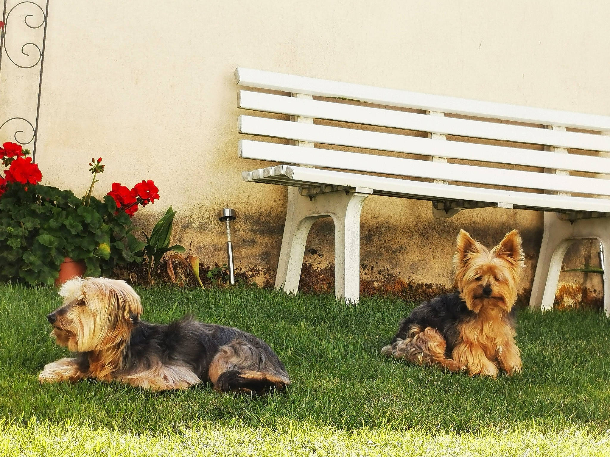 Milord éden participe au concours pour gagner de l'argent avec cette photo : bench, building, canidae, carnivore, companion_dog, dog, dog_breed, dog_supply, fawn, flower, garden, grass, home, house, lawn, plant, snout, sporting_group, toy_dog, yorkshire_terrier