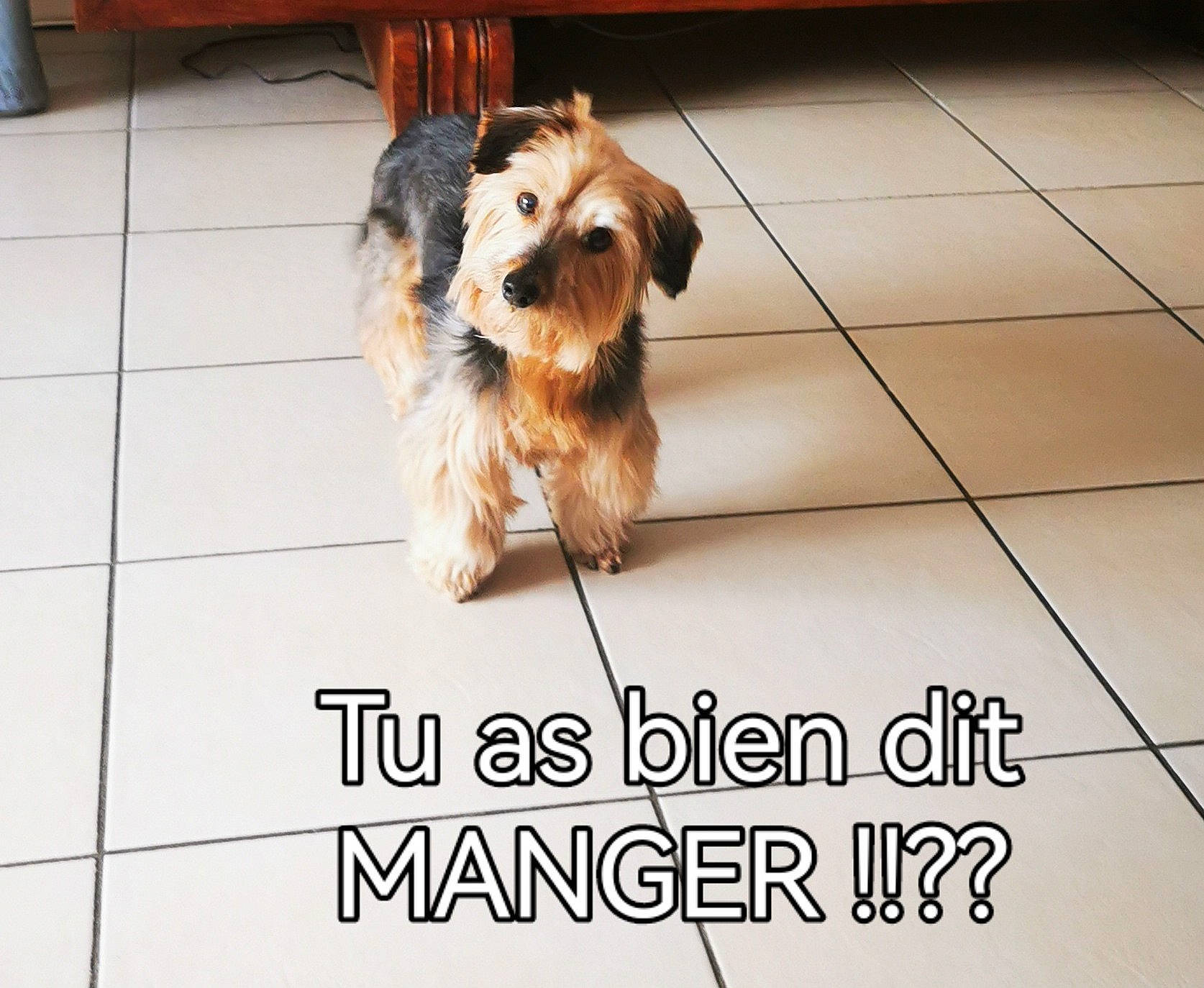 éden a rejoint le concours — aidez-le/la à gagner de superbes lots ! canidae, carnivore, companion_dog, dog, dog_breed, dog_supply, floor, flooring, font, fur, internet_meme, liver, paw, pet_supply, photo_caption, small_terrier, snout, terrier, toy_dog, working_animal
