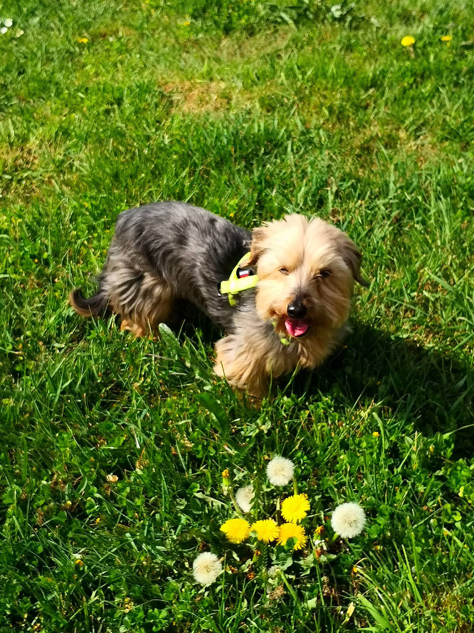 éden participe au concours pour gagner de l'argent avec cette photo : canidae, carnivore, companion_dog, dog, dog_breed, flower, grass, groundcover, lawn, liver, mammal, non_sporting_group, plant, small_terrier, sporting_group, terrier, toy_dog, vertebrate, water_dog, working_dog