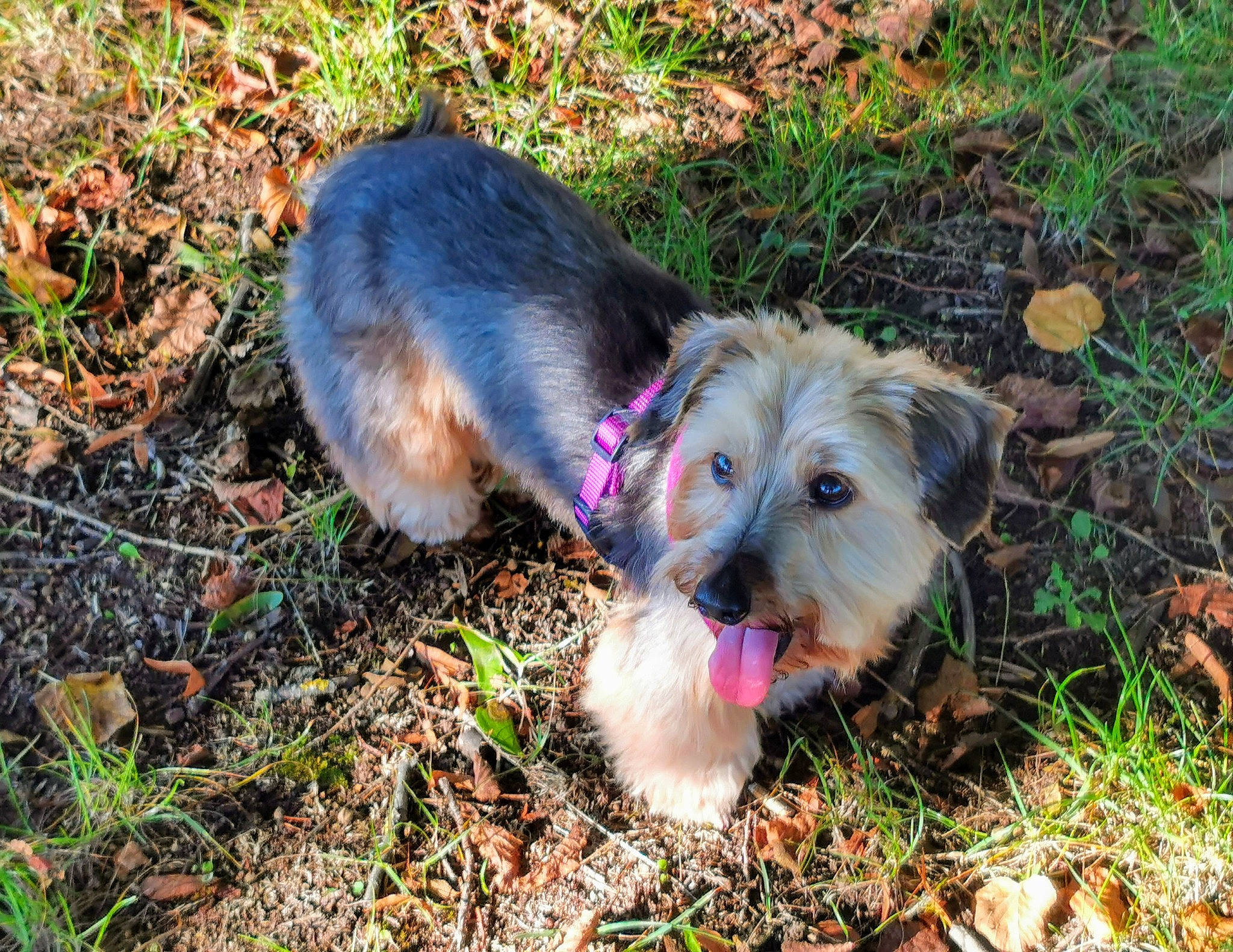 éden participe au concours pour gagner de l'argent avec cette photo : canidae, carnivore, companion_dog, dog, dog_breed, dog_supply, fawn, fur, grass, plant, puppy, small_terrier, snout, soil, sporting_group, terrier, toy_dog, working_animal, yorkipoo, yorkshire_terrier