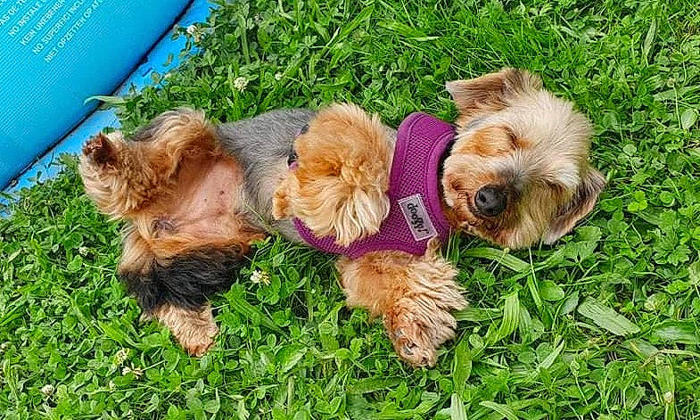 éden participe au concours pour gagner de l'argent avec cette photo : canidae, carnivore, companion_dog, dog, dog_breed, dog_clothes, dog_supply, fawn, fur, grass, liver, puppy, small_terrier, snout, sporting_group, tail, terrier, toy_dog, working_animal, yorkipoo