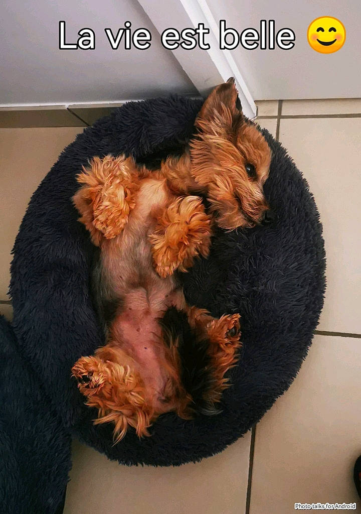 Milord a rejoint le concours — aidez-le/la à gagner de superbes lots ! carnivore, companion_dog, couch, dog, dog_breed, dog_supply, fawn, felidae, font, fur, liver, pet_supply, photo_caption, small_to_medium_sized_cats, sporting_group, stuffed_toy, tail, toy_dog, whiskers, wool