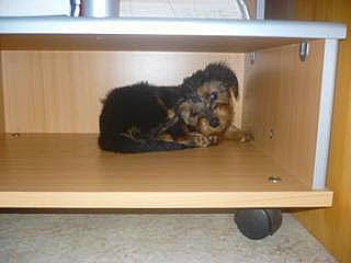 Milord participe au concours pour gagner de l'argent avec cette photo : canidae, carnivore, cat_supply, companion_dog, dog_breed, felidae, floor, flooring, fur, hardwood, pet_supply, room, shelf, shelving, small_to_medium_sized_cats, snout, sporting_group, tail, whiskers, wood