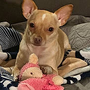 Casper is registered to the contest to win money with this photo: dog, tan_dog, small_dog, plush_toy, pink_toy, blanket, bed, cozy, ears, pet, animal, indoor, cute, soft_toy, resting, fur, companion, comfort, relaxed, domestic