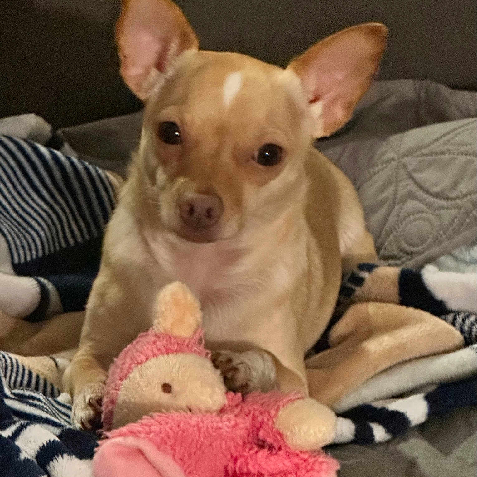 Casper is registered to the contest to win money with this photo: animal, bed, blanket, comfort, companion, cozy, cute, dog, domestic, ears, fur, indoor, pet, pink_toy, plush_toy, relaxed, resting, small_dog, soft_toy, tan_dog