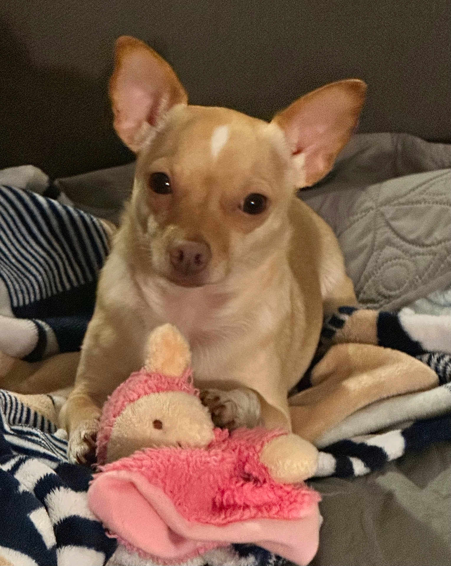 Casper is registered to the contest to win money with this photo: dog, tan_dog, small_dog, plush_toy, pink_toy, blanket, bed, cozy, ears, pet, animal, indoor, cute, soft_toy, resting, fur, companion, comfort, relaxed, domestic