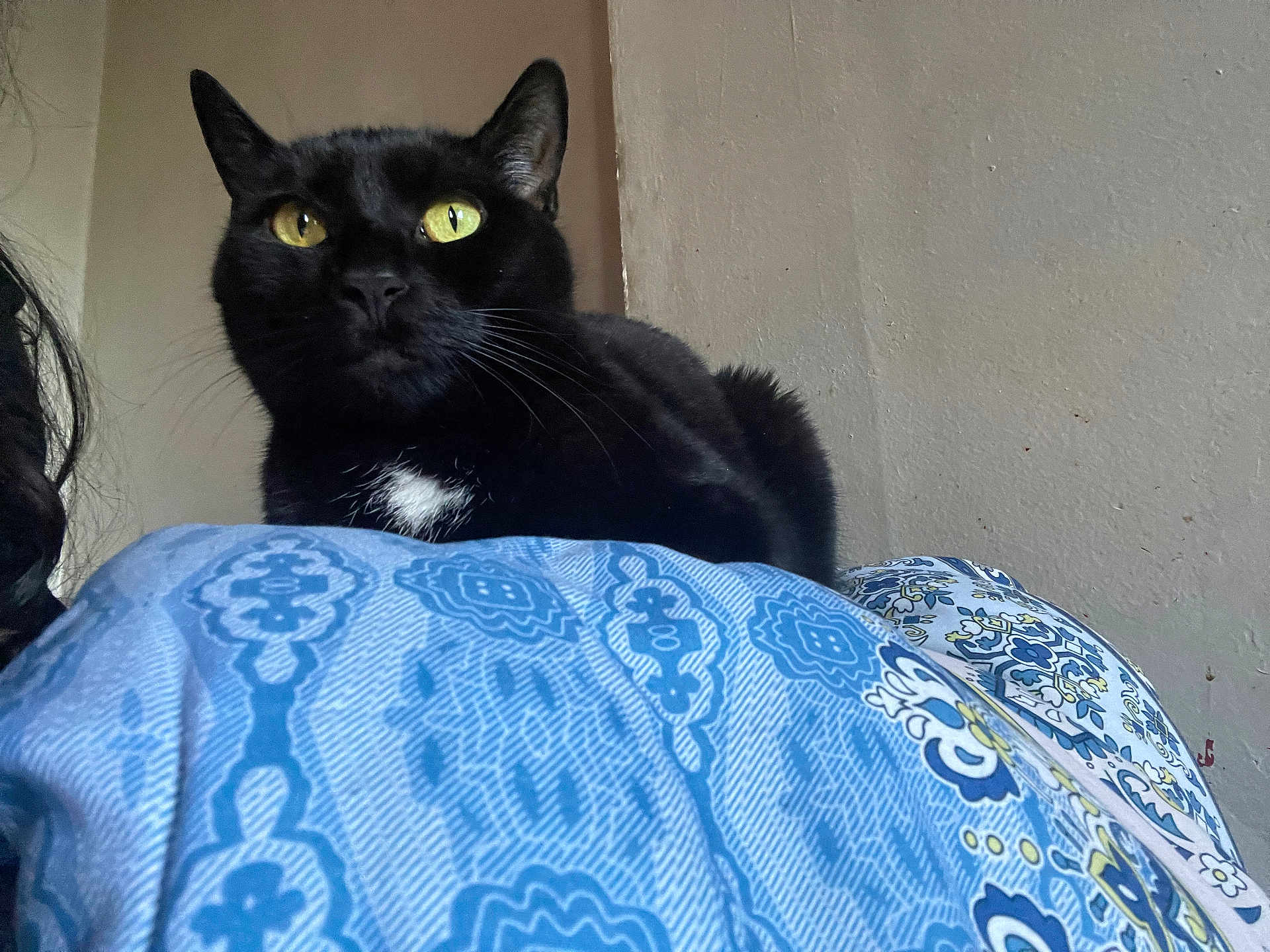 Draco is registered to the contest to win money with this photo: cat, black_cat, yellow_eyes, pet, feline, indoor, animal, resting, blanket, blue_blanket, patterned_blanket, whiskers, fur, wall, curious, closeup, domestic_cat, cute, relaxed, portrait