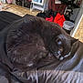 Draco is registered to the contest to win money with this photo: cat, black_cat, sleeping, curled_up, bed, blanket, indoor, furniture, clothes, cozy, pet, animal, resting, nap, quiet, room, soft, fur, domestic, relaxing