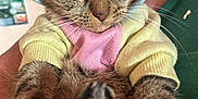 Tequila a rejoint le concours — aidez-le/la à gagner de superbes lots ! cat, tabby, pet_clothing, hood, paws, green_eyes, close_up, indoor, person_holding, fabric, pastel_colors, pink, yellow, blue_hood, fur, whiskers, stretching, cute, domestic_animal, expression