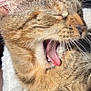 Tequila a rejoint le concours — aidez-le/la à gagner de superbes lots ! cat, tabby, yawning, close_up, fur, whiskers, tongue, eyes_closed, pet, animal, cozy, blanket, indoor, sleepy, cute, feline, soft, relaxed, paw, sunlight