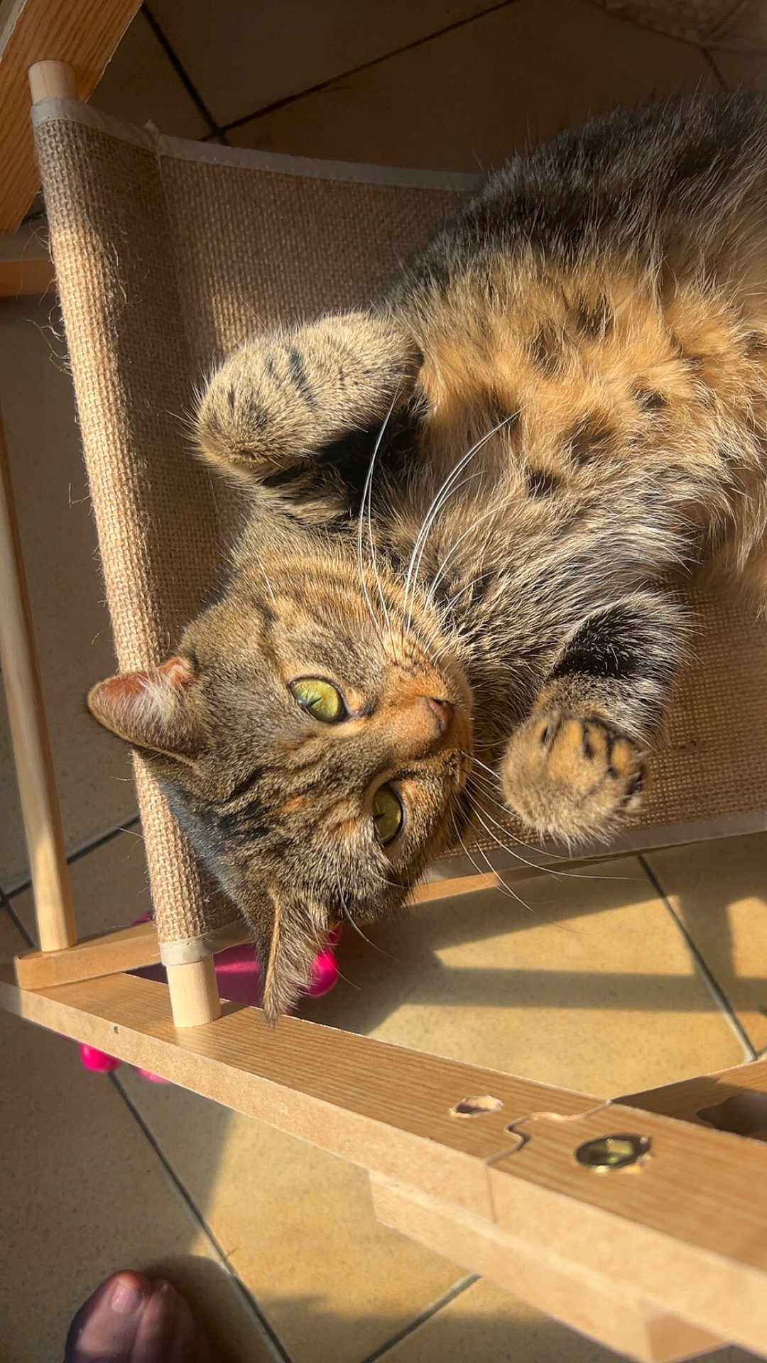 Tequila a rejoint le concours — aidez-le/la à gagner de superbes lots ! cat, tabby, pet, feline, animal, chair, wood, fabric, sunlight, relaxing, cute, whiskers, paws, indoor, floor, tiles, closeup, laying, playful, domestic