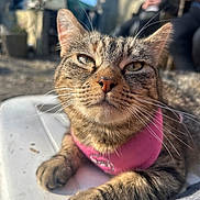 Tequila participe au concours pour gagner de l'argent avec cette photo : cat, tabby, pink_harness, close_up, outdoor, sunlight, relaxed, whiskers, fur, animal, pet, lying_down, daylight, shallow_depth_of_field, mammal, domestic_cat, resting, cute, feline, portrait