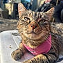 cat, tabby, pink_harness, close_up, outdoor, sunlight, relaxed, whiskers, fur, animal, pet, lying_down, daylight, shallow_depth_of_field, mammal, domestic_cat, resting, cute, feline, portrait