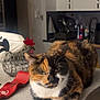 animal, background, calico_cat, cat, countertop, decor, domestic, expression, feline, fur, household, indoor, kitchen, orange_black_white, pet, relaxed, resting, still_life, tabletop, wire_rooster