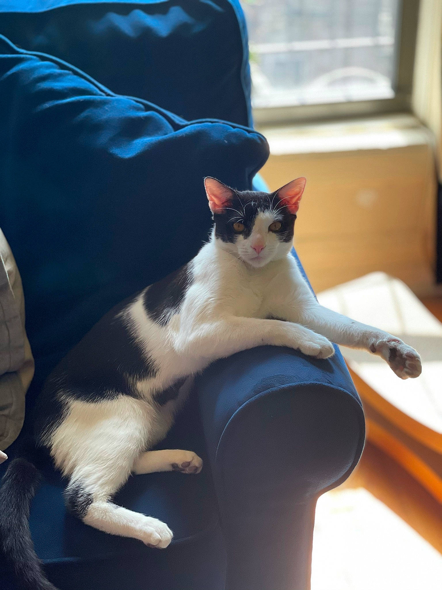 Cecil is registered to the contest to win money with this photo: carnivore, cat, comfort, domestic_short_haired_cat, felidae, foot, formal_wear, fur, human_leg, lap, mammal, paw, sitting, small_to_medium_sized_cats, tail, thigh, vertebrate, whiskers, window