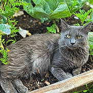 Ophelia joined the competition — help win amazing prizes! cat, gray_cat, fluffy_fur, garden, plants, greenery, vegetable_bed, leafy_plants, outdoor, nature, pet, animal, relaxed, lying_down, soil, wooden_border, whiskers, yellow_eyes, fur_texture, close_up