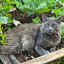 cat, gray_cat, fluffy_fur, garden, plants, greenery, vegetable_bed, leafy_plants, outdoor, nature, pet, animal, relaxed, lying_down, soil, wooden_border, whiskers, yellow_eyes, fur_texture, close_up