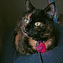 cat, tortoiseshell, pet, indoor, collar, tag, feline, yellow_eyes, resting, closeup, fur, animal, domestic, portrait, cute, soft_light, texture, blue, cozy, relaxed