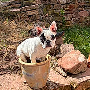Barnab a rejoint le concours — aidez-le/la à gagner de superbes lots ! dog, french_bulldog, pet, animal, sitting, flowerpot, garden, outdoors, stone_wall, moss, rocks, grass, plants, portrait, black_and_white, large_ears, wrinkled_face, sunlight, rustic, funny