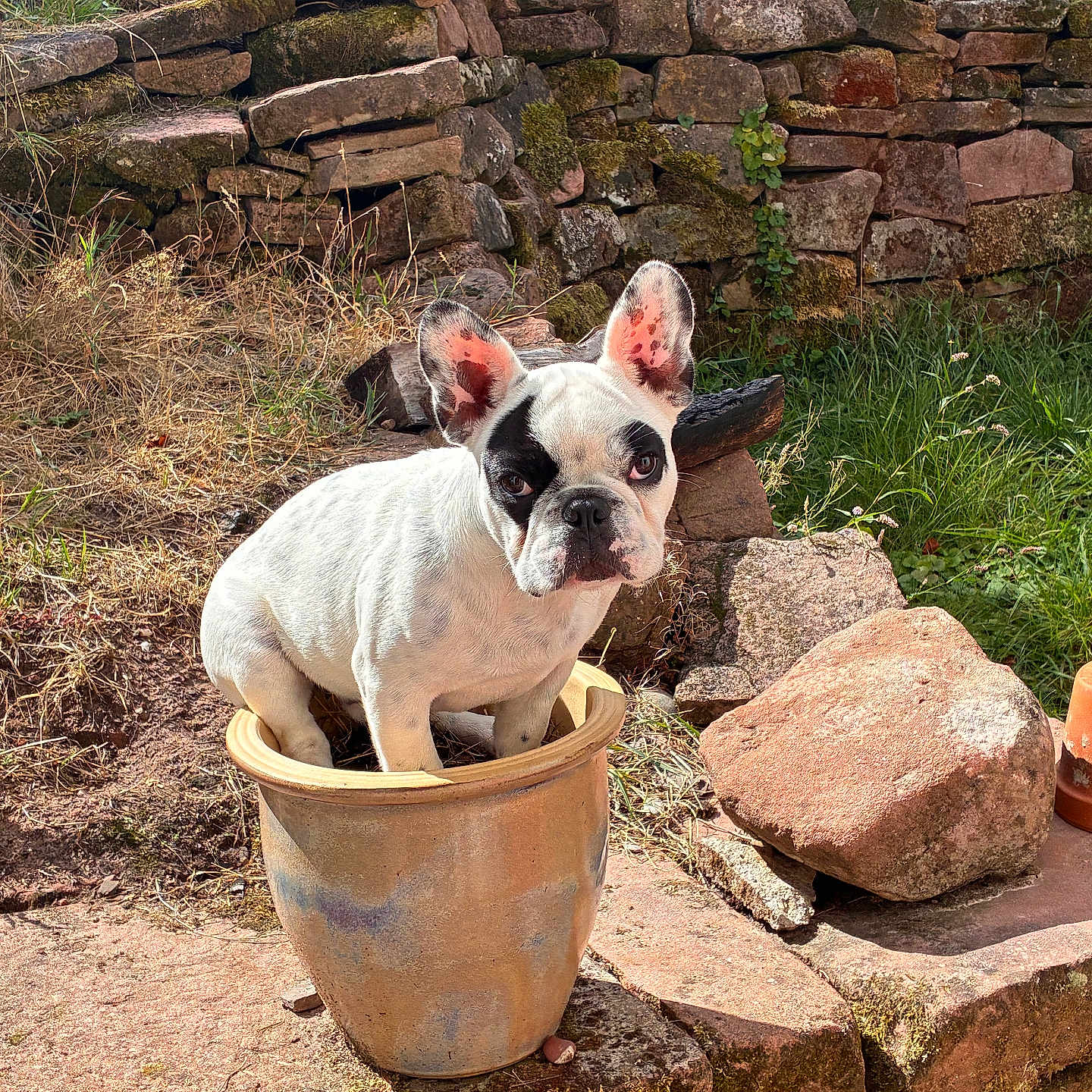 Barnab a rejoint le concours — aidez-le/la à gagner de superbes lots ! dog, french_bulldog, pet, animal, sitting, flowerpot, garden, outdoors, stone_wall, moss, rocks, grass, plants, portrait, black_and_white, large_ears, wrinkled_face, sunlight, rustic, funny